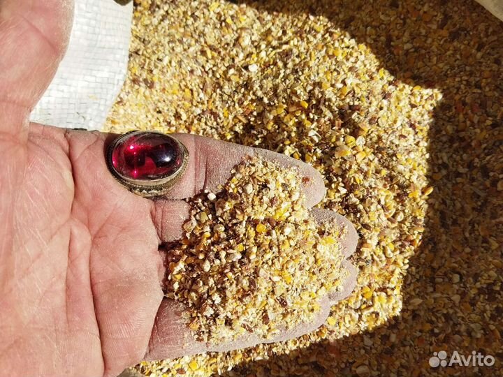 Кукуруза др