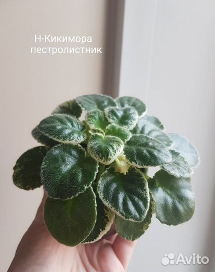 Сортовые фиалки