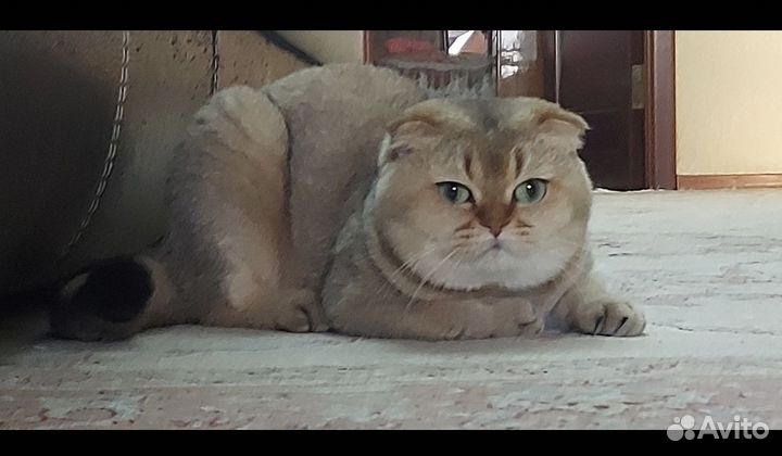 Отдам в добрые руки
