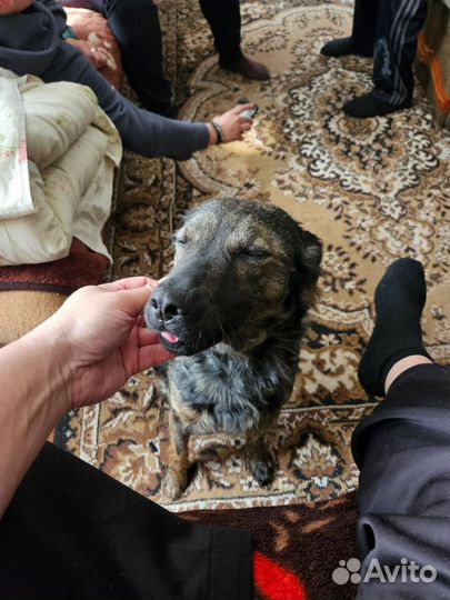 Ксолоитцкуинтли