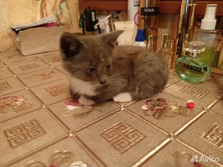 Котята в добрые руки даром