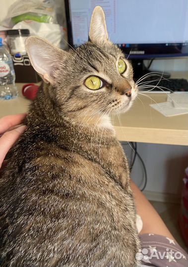 Очень ищет дом кошечка