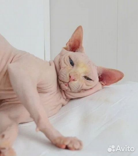 Канадский сфинкс вязка. Кот. W63