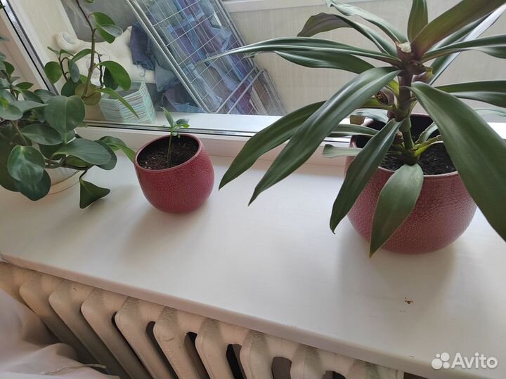 Комнатные растения Пеперомия, замиокулькас, рео