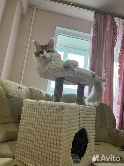 Домик для кошки с когтеточкой