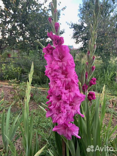 Гладиолусы луковицы