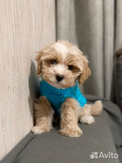 Мальтипу f1 мальчик