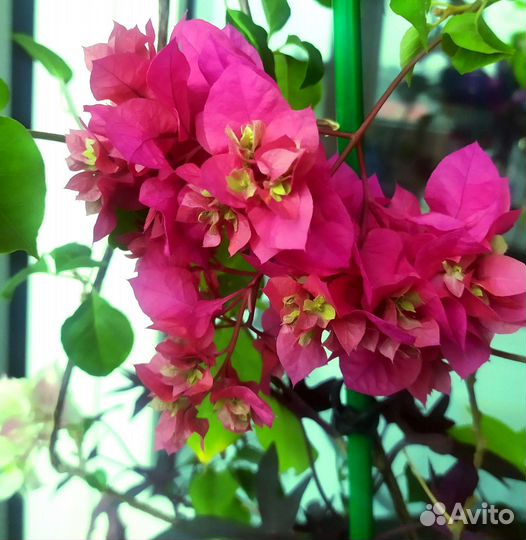 Бугенвиллия разные сорта