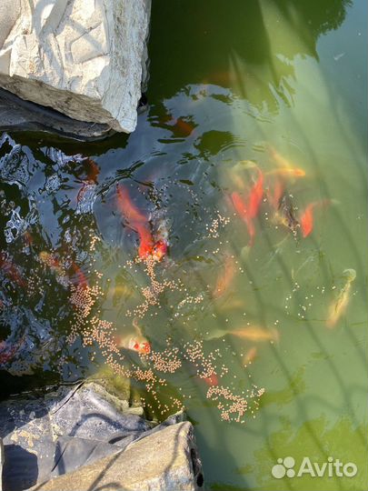 Живая рыба оптом карп