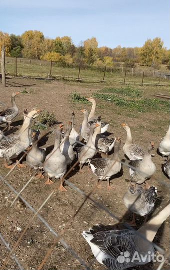 Крупные серые гуси