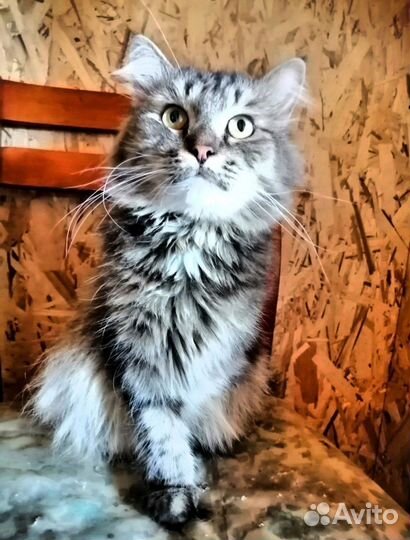 Котик Лаки