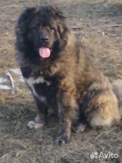 Вязка кавказская овчарка