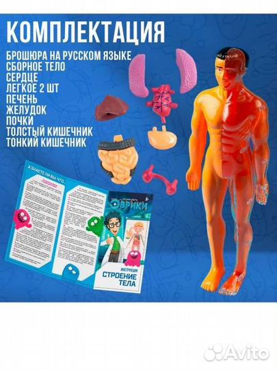 Анатомическая модель человека органы