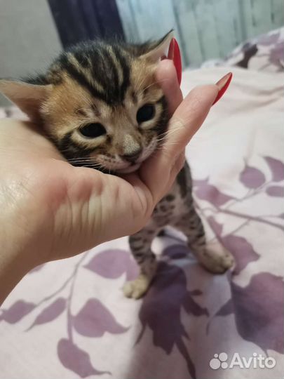 Бенгальские котята