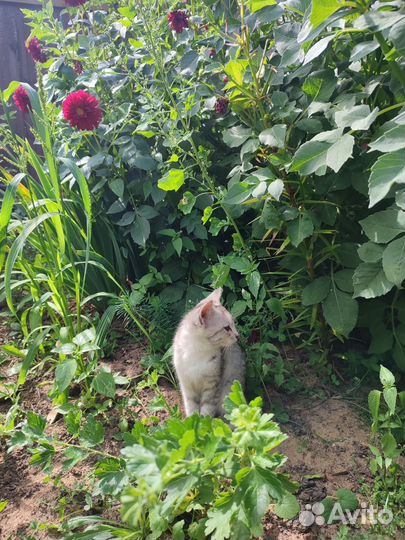 Котёнок девочка