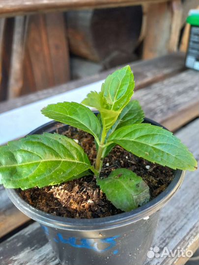 Гортензия сбежавшая невеста