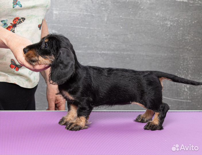 Такса жесткошерстная миниатюрная девочка