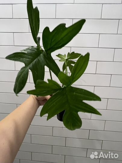 Филодендрон гитаровидный