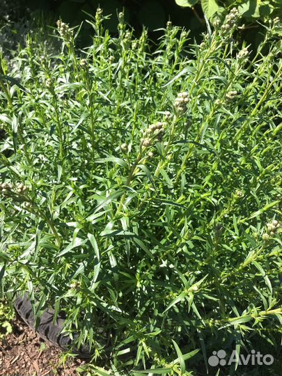 Садовые цветы