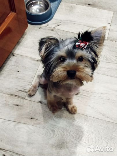 Йоркширский терьер