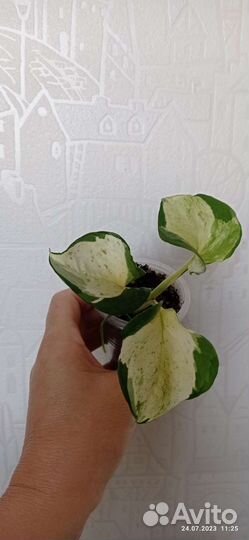 Сциндапсус хеппи лиф