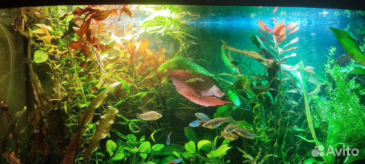 Аквариумные растения и рыбки