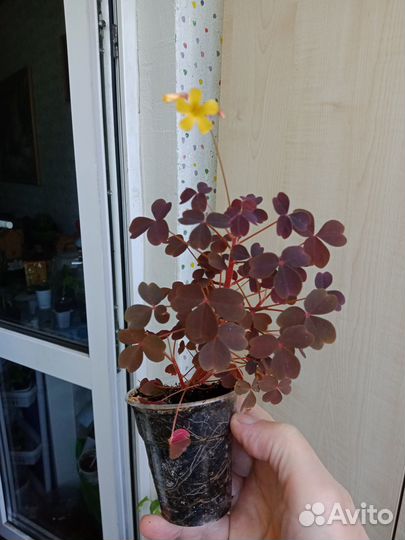 Оксалисы (кислицы)