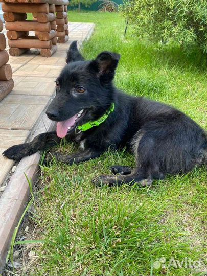 Собака-компаньон