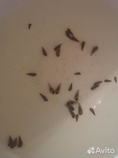 Улитки мелании