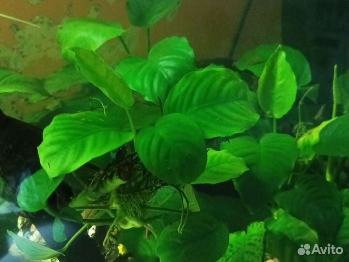 Аквариумные рыбки