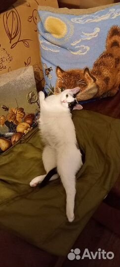 Маруся. Кошка моей мечты. Королева красоты