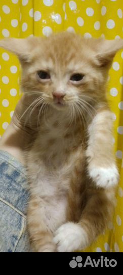 Котёнок Мариус- Марик, ласковый толстячок-4,5мес