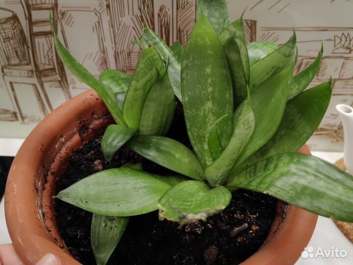 Сансевиерия бесплатно