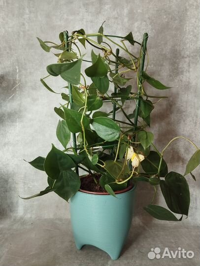 Филодендрон