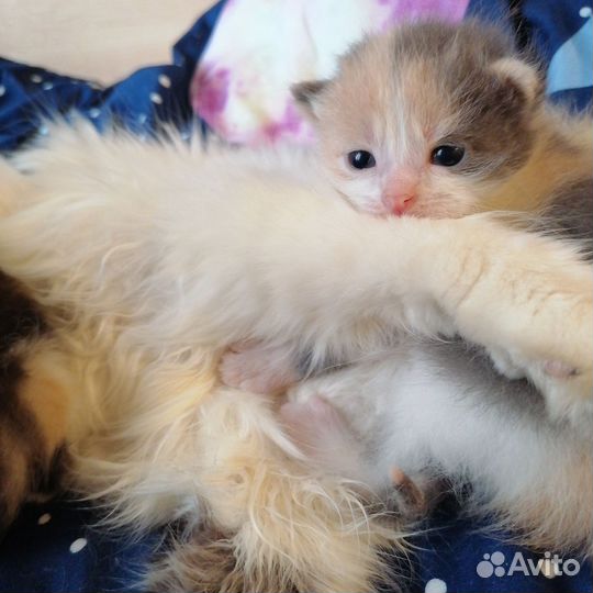 Котята в добрые руки бесплатно