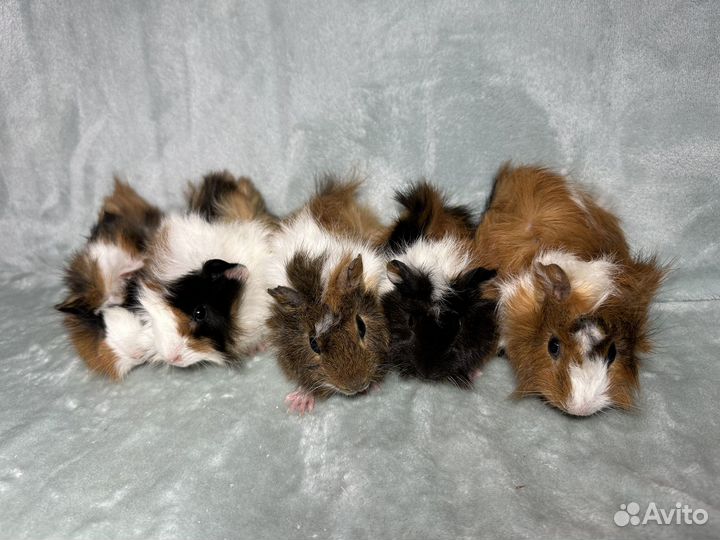 Морские свинки