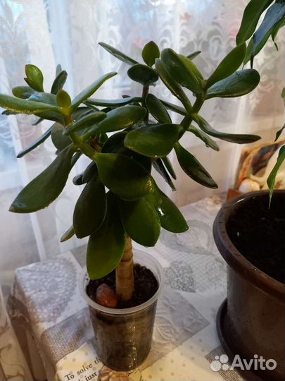 Диффенбахия