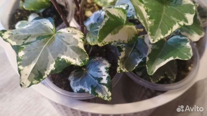 Кротон-кодиеум, фикус, хедера, эпипремнум