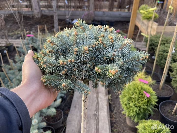 Ель голубая шар на штамбе