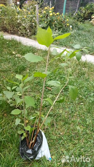 Жасмин чубушник