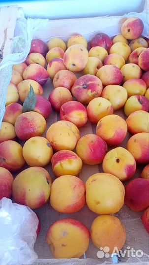 Продам готовую фирму ооо