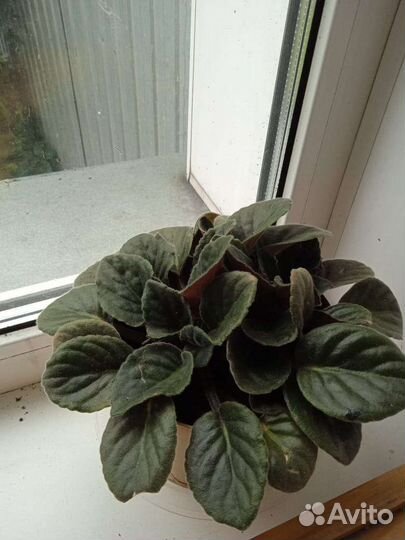 Комнатные цветы