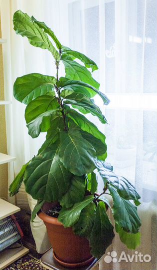 Фикус лировидный /лирата для дома или офиса