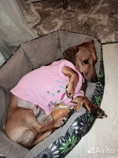 Вязка