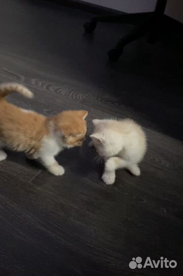Котята в дар. Помесь Норвежской лесной кошки
