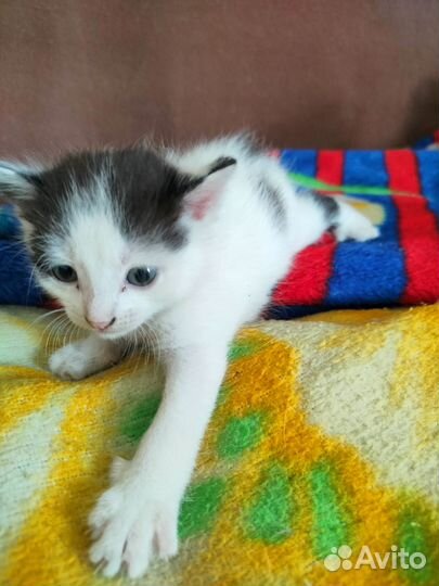 Котята в добрые руки бесплатно