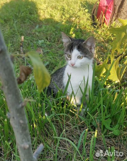 Кошечка в добрые руки