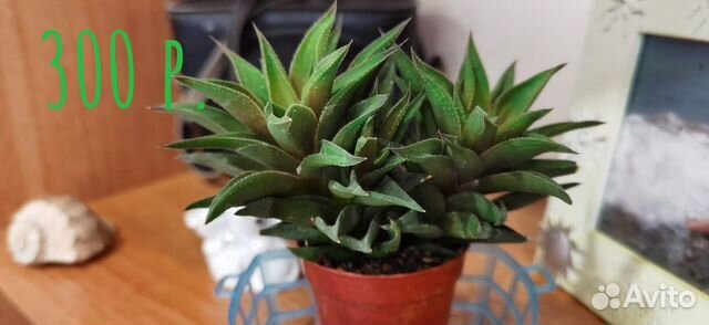 Комнатные растения