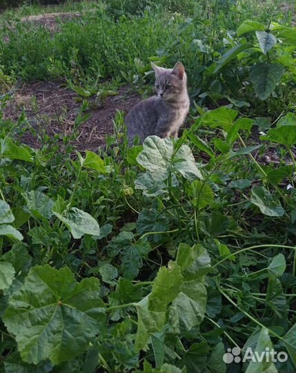 Котёнок