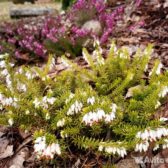 Эрика Голден Старлет саженцы